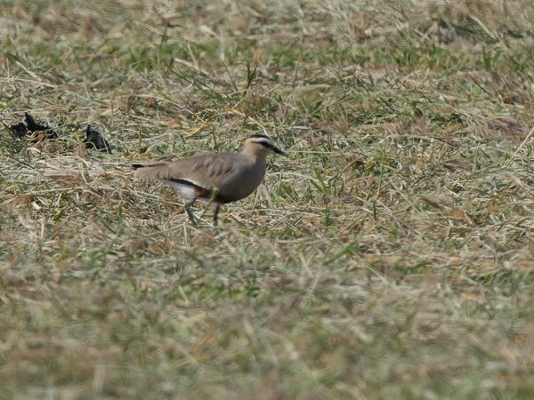 <h3><a href="/trips/oman/biota/animalia/chordata/aves/024 charadriiformes/009 charadriidae/vanellus gregarius/vanellus gregarius-nl.html">Vanellus&nbsp;gregarius</a> / Sociable&nbsp;lapwing / Steppekievit</h3>OM-1 Mark II met OLYMPUS M.150-400mm F4.5 TC, 1/2500 sec  bij F8.0, ISO 640, afstand 63.4&nbsp;m